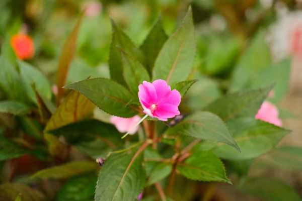 凤仙花种子发芽的过程（凤仙花种子发芽的过程作文）