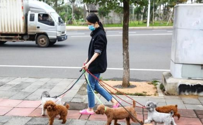 多地免费发牵狗绳引导市民文明遛狗 有哪些用处