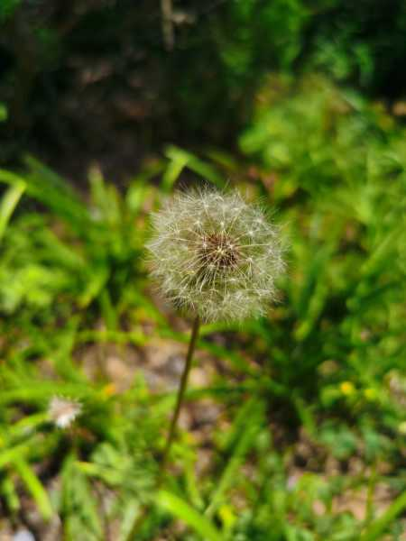 蒲公英怎么种植，蒲公英种植技术及管理（蒲公英如何种植?）