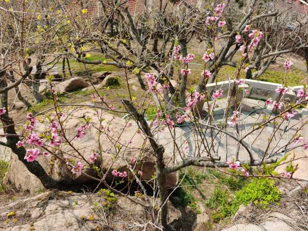 桃花可以泡水喝吗（桃花可以泡水喝吗,是花苞还是开花）