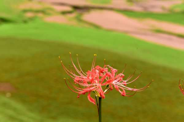 彼岸花分株后当年能开花吗，彼岸花如何分株（彼岸花种下多久发芽）