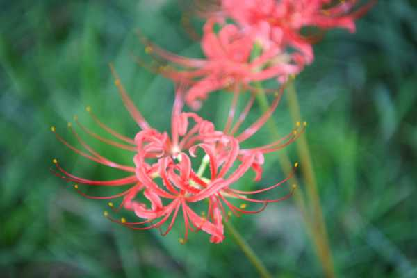 彼岸花可以水培种植吗，彼岸花养殖方法水培（彼岸花种子可以用水泡着吗?）