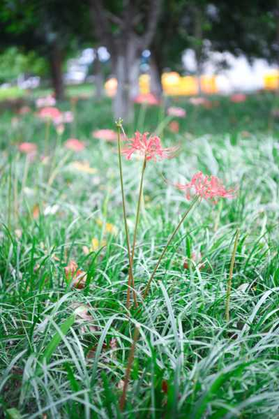 彼岸花可以水培种植吗，彼岸花养殖方法水培（彼岸花种子可以用水泡着吗?）