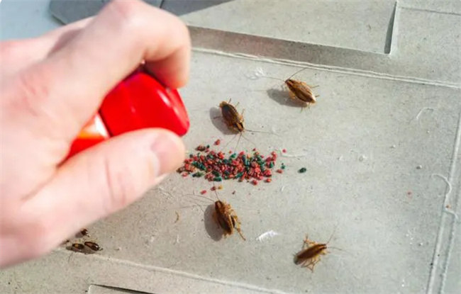 家里的蟑螂总是灭不完 有可能是方法没用对