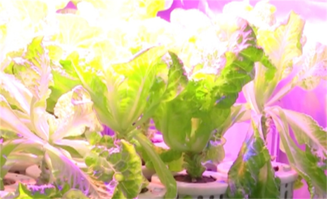 ​生菜、小葱、樱桃番茄长势喜人 “太空菜园”新升级可轮番种植 有哪些意义