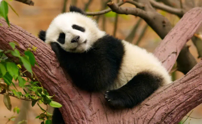 ​大熊猫吃肉吗   大熊猫为什么吃竹子