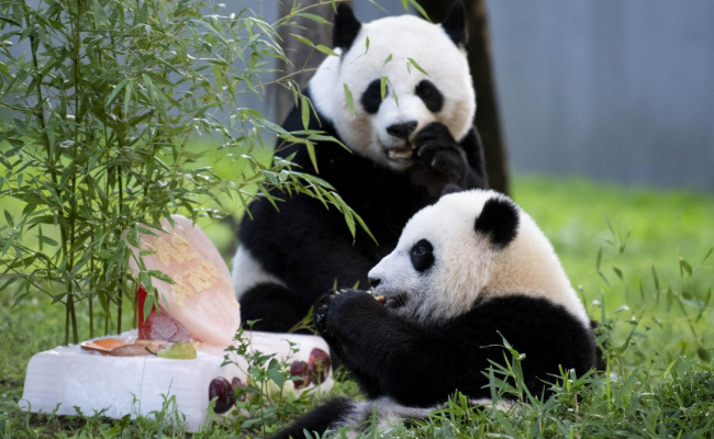 ​我国63只旅外大熊猫总体健康状况良好 大熊猫国际合作成效显著吗