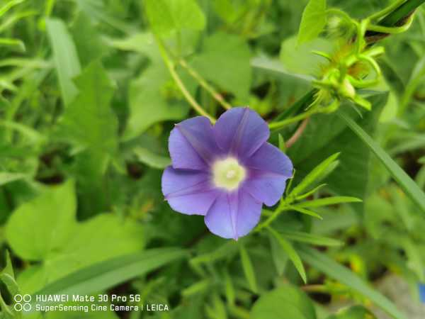 牵牛花的习性（牵牛花图片大全）