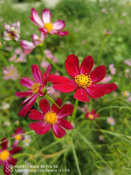 波斯菊什么时候开花（波斯菊是送给死人的花吗）