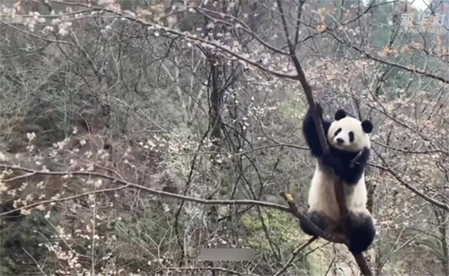 秦岭野生大熊猫妈妈带崽上树 大熊猫为什么喜欢爬树