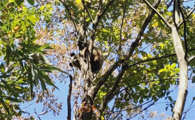 秦岭野生大熊猫妈妈带崽上树 大熊猫为什么喜欢爬树