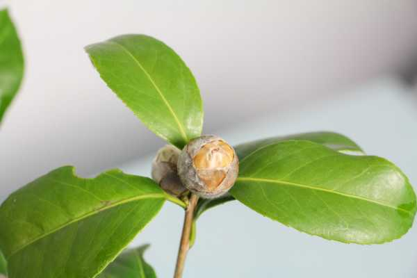 山茶花长什么样（山茶花什么样子）