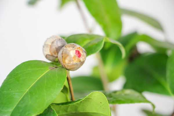 山茶花长什么样（山茶花什么样子）