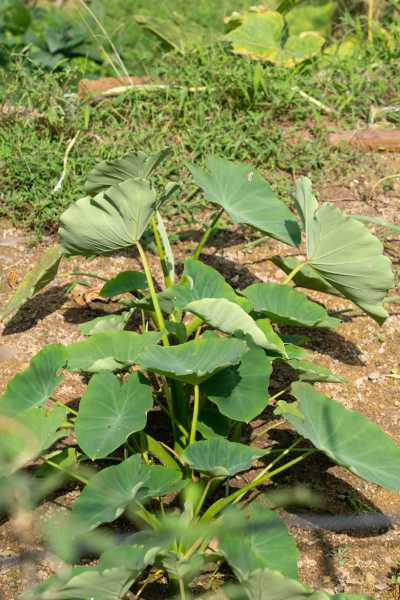 盆栽芋头能活几年（芋头盆栽有毒吗会死吗视频）