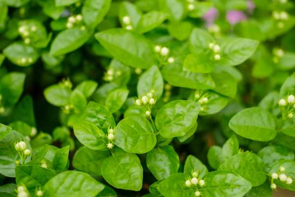 茉莉花怎么养殖（茉莉花的养殖方法与技巧视频）