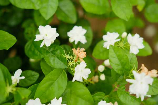 茉莉花怎么养殖（茉莉花的养殖方法与技巧视频）