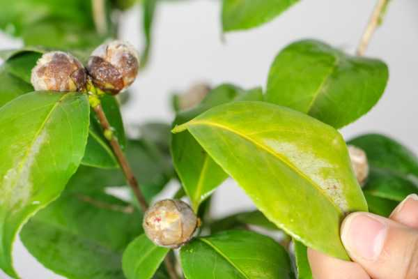 茶花适合放在卧室吗（茶花适合放在卧室吗冬天）