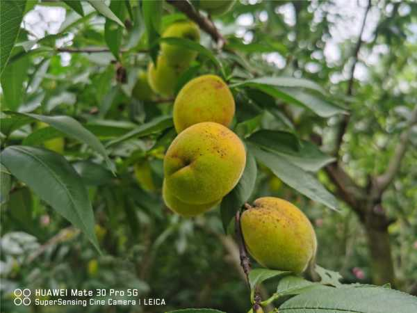 桃树适合种在院子里吗（十大凶树十大吉树）