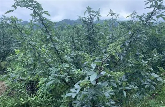 花椒产地哪里最出名 花椒产地是哪里