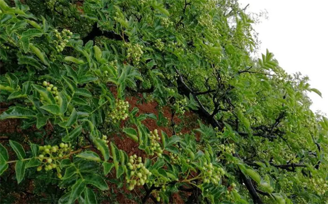 花椒产地哪里最出名 花椒产地是哪里