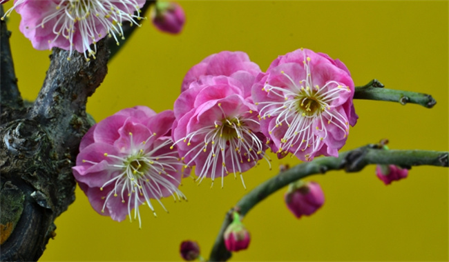 ​梅花香自苦寒来意思 梅花香自苦寒来什么意思