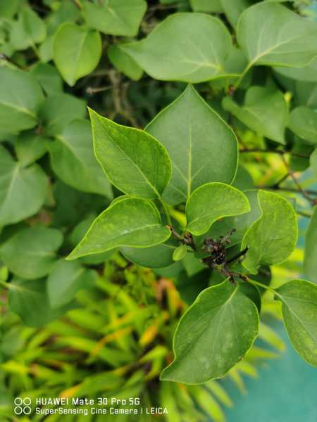 丁香树能栽在院子里吗（丁香树种在庭院哪里好）