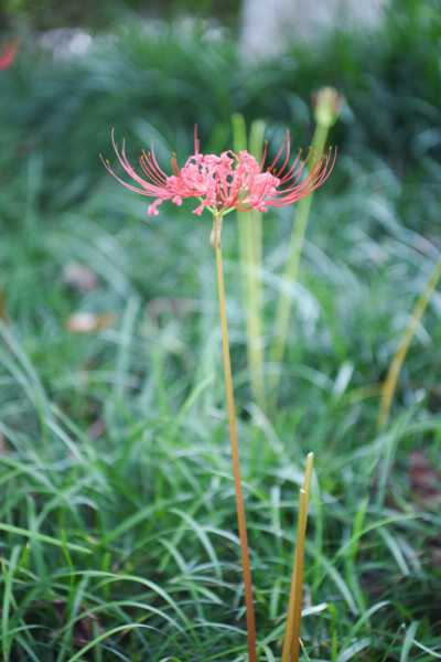 彼岸花什么季节开花，彼岸花几年才开花（彼岸花什么时候种植什么时候开花）