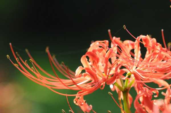 彼岸花什么季节开花，彼岸花几年才开花（彼岸花什么时候种植什么时候开花）