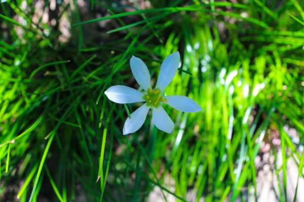 葱兰的花语是什么（葱兰的花语是什么意思呀）