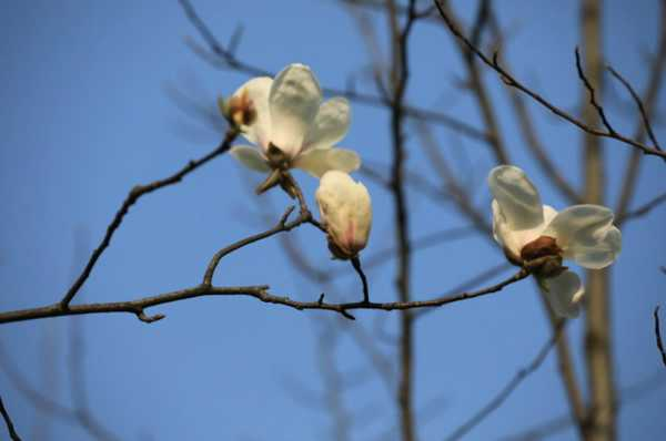 白兰花有毒吗（哪里有白兰花花朵批发）