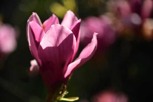 白兰花什么时候开花（白兰花什么时候开花开几次）