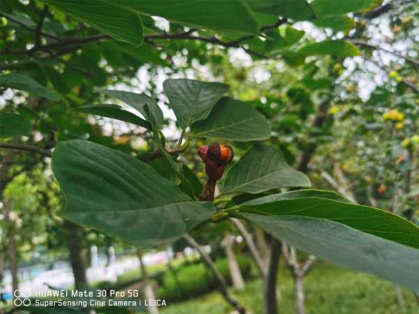 白兰花可以种在庭院吗（白兰花能栽在室外吗）