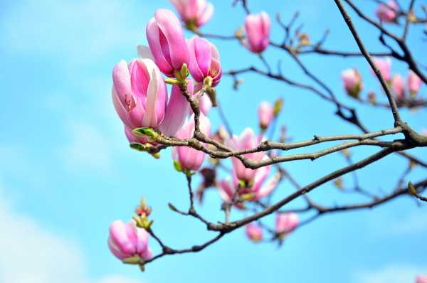 白兰花可以放在卧室吗（白兰花可以养在家里吗）