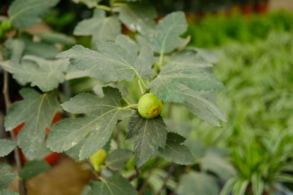 无花果能种在院子里吗（无花果可以种在院子里吗?）