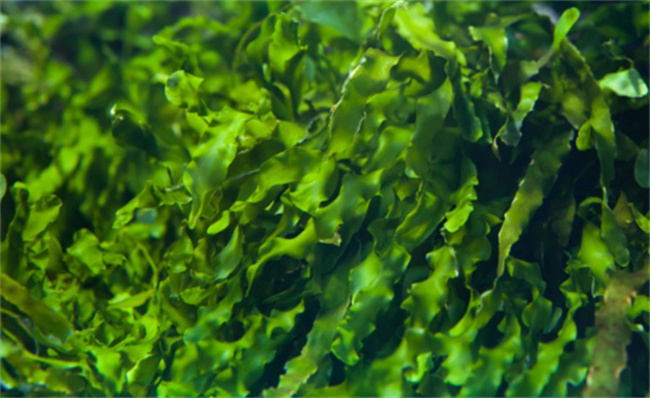 海藻功效与作用 海藻是什么