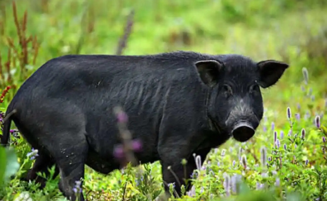黑猪肉和白猪肉的区别是什么  黑猪肉和白猪肉哪种更有营养