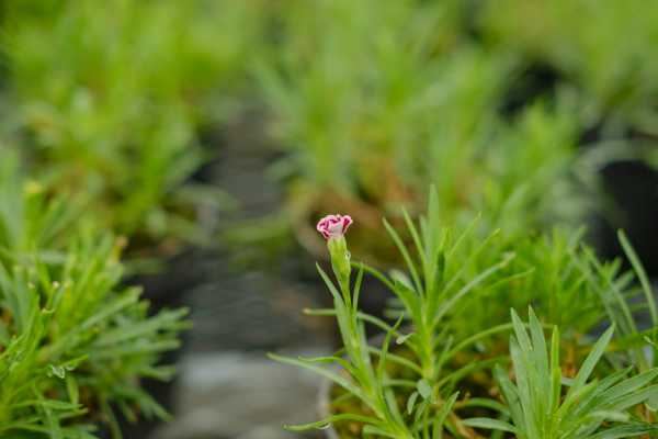 康乃馨可以做干花吗（康乃馨可不可以做干花）