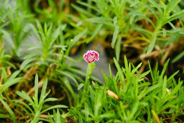 康乃馨可以做干花吗（康乃馨可不可以做干花）