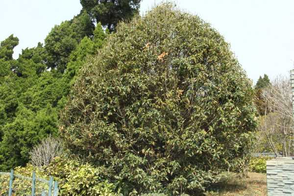 桂花树苗怎么培育，桂花树苗图片（桂花树苗的栽培技术）