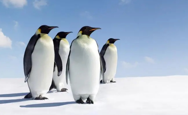 海洋之舟指的是什么动物  企鹅为什么不生活在北极
