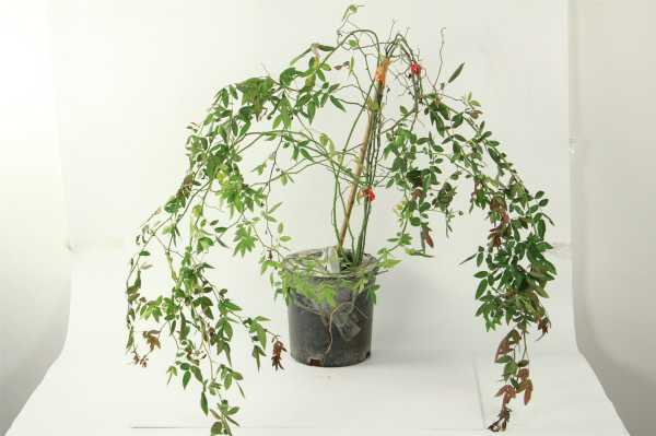 红木香的养殖方法，红木香花啥时候种植（花卉红木香养殖办法图片）