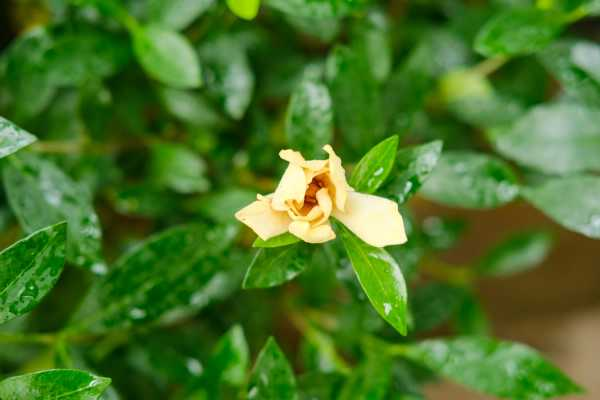 栀子花的药用功效（栀子花的功效与药效）