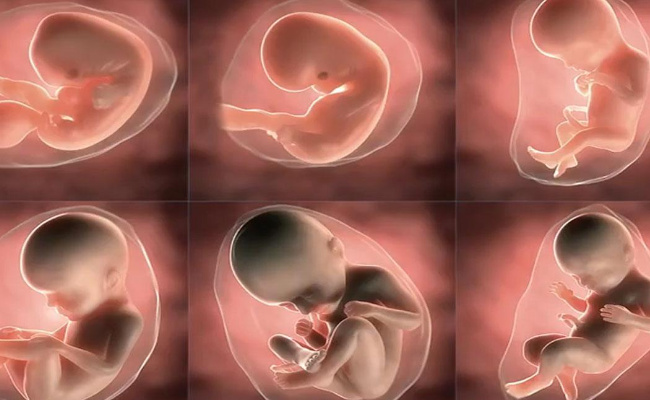 ​什么时候是胎儿大脑发育高峰期  胎儿身体发育高峰期是什么时候