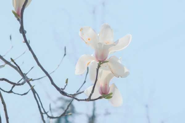 白玉兰的花期是什么时候（白玉兰花开花时间）