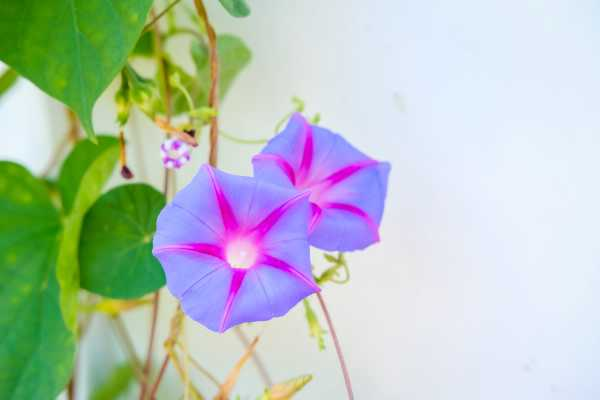 牵牛花怎么种，牵牛花种子价格（牵牛花种子怎么种容易发芽）