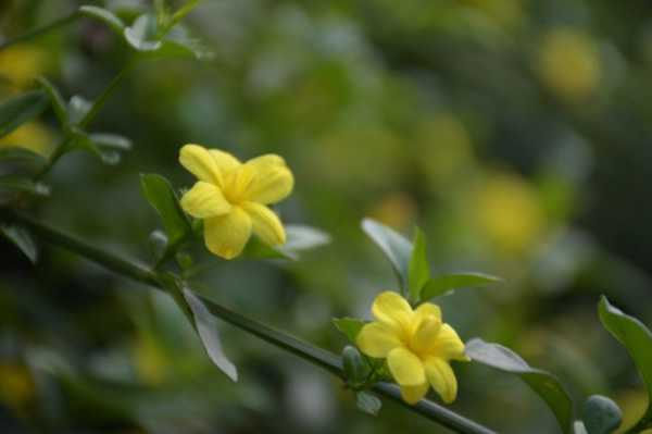 迎春花的特点（迎春花的特点是什么写一句话）