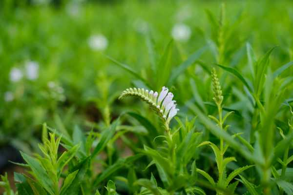 随意草什么时候开花（随意草的花语是什么?）