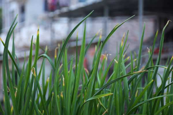 韭菜怎么种，韭菜种植技术（韭菜怎么种植视频教程）