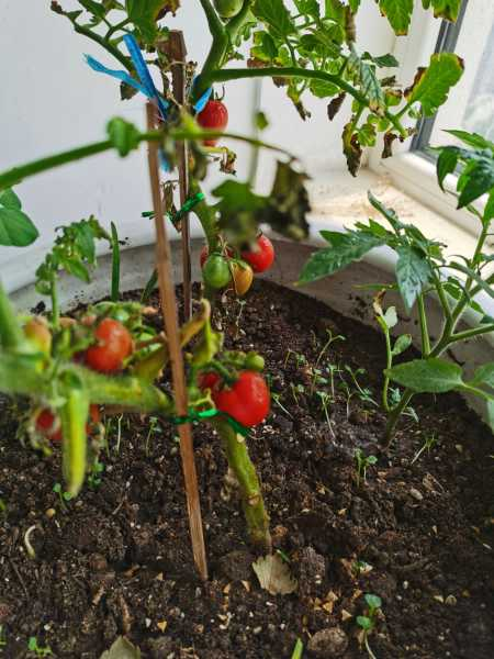 番茄种植方法，番茄图片（番茄种植方法图解大全）