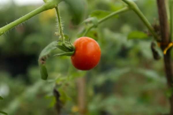番茄种植方法，番茄图片（番茄种植方法图解大全）